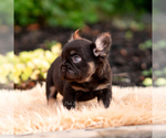 Small #3 French Bulldog