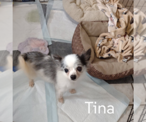 Chihuahua Dogs for adoption in Sioux Falls, SD, USA