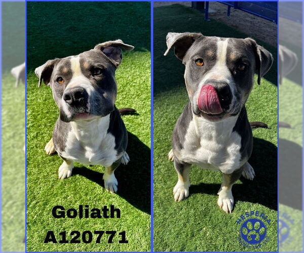 Medium Photo #1 American Pit Bull Terrier Puppy For Sale in HESPERIA, CA, USA