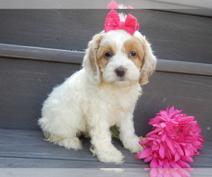 Cock-A-Poo Puppy for sale in MILLERSBURG, OH, USA