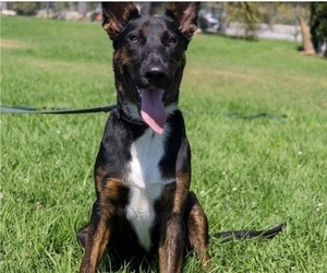 Belgian Malinois-Unknown Mix Puppy for sale in VIEW PARK, CA, USA