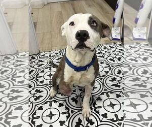 American Pit Bull Terrier-Unknown Mix Dogs for adoption in Brewster, NY, USA