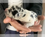 Small Photo #3 Great Dane Puppy For Sale in CLANTON, AL, USA