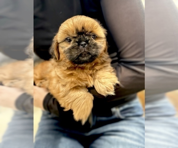 Medium Photo #5 Shih Tzu Puppy For Sale in SUGAR HILL, GA, USA