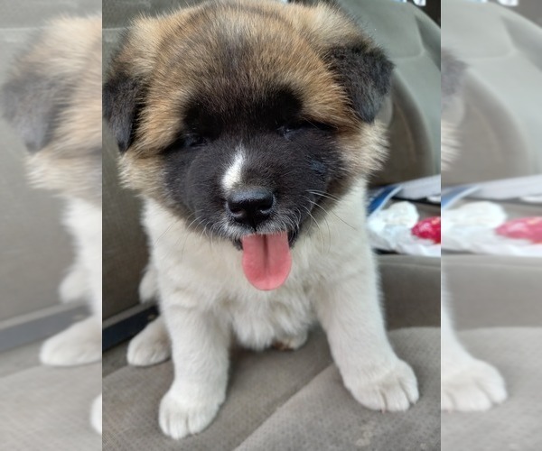 Medium Photo #4 Akita Puppy For Sale in WATERBURY, CT, USA