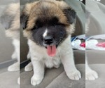 Small Photo #4 Akita Puppy For Sale in WATERBURY, CT, USA