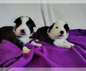 Border Collie Puppy for Sale in NORBORNE, Missouri USA