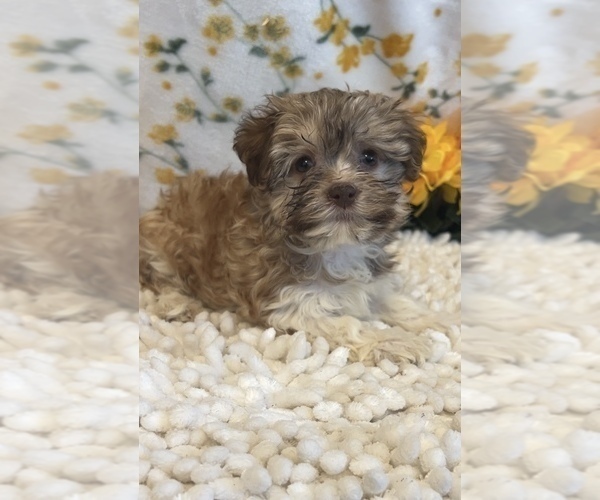 Medium Photo #2 Havanese Puppy For Sale in MARTINSVILLE, IN, USA
