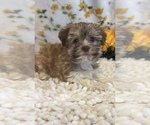 Small Photo #2 Havanese Puppy For Sale in MARTINSVILLE, IN, USA