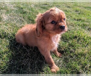 Cavalier King Charles Spaniel Puppy for sale in FREDERICKSBURG, OH, USA