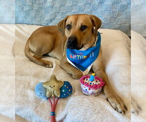 Autumn - Female Black Mouth Cur-Labrador Retriever Mix Dog for Adoption - Photo #11