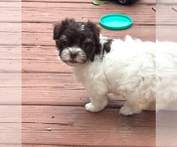 Medium Photo #5 Havanese Puppy For Sale in GREEN SEA, SC, USA