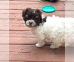 Small #4 Havanese