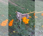 Small #1 American Pit Bull Terrier Mix
