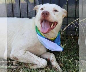 Mutt Dogs for adoption in San Antonio, TX, USA