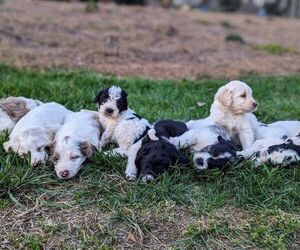 Goldendoodle Litter for sale in MORGANTON, NC, USA