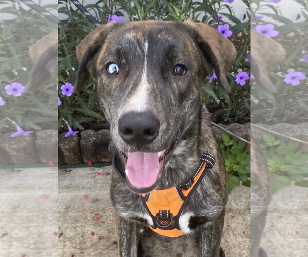 Medium Photo #2 Mutt Puppy For Sale in Miami, FL, USA