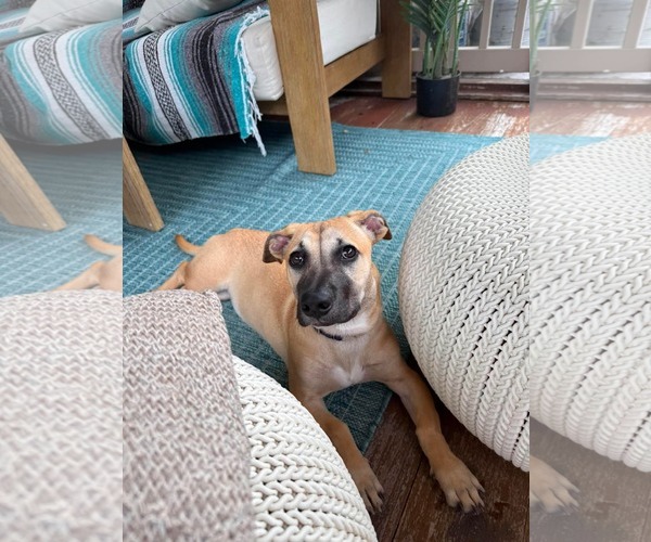 Medium Photo #2 Mutt Puppy For Sale in Derwood, MD, USA