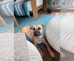Small #1 Mutt