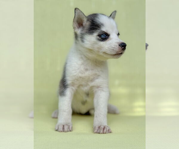 Medium Photo #3 Siberian Husky Puppy For Sale in PIPE CREEK, TX, USA