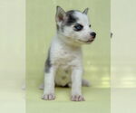 Small #2 Siberian Husky