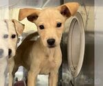 Small #1 Labrador Retriever Mix