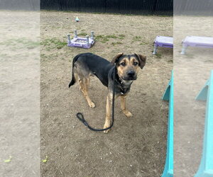 Jupiter - Male Rottweiler-Siberian Husky Mix Dog for Adoption - Photo #16