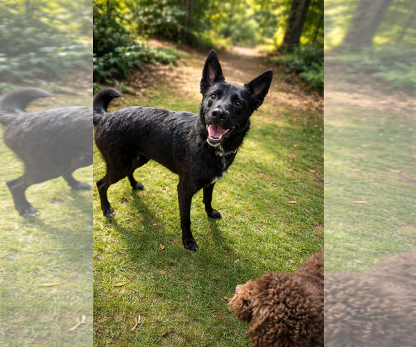 Medium Photo #2 Shollie Puppy For Sale in Phoenix, AZ, USA