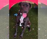 Small #26 Labrador Retriever Mix