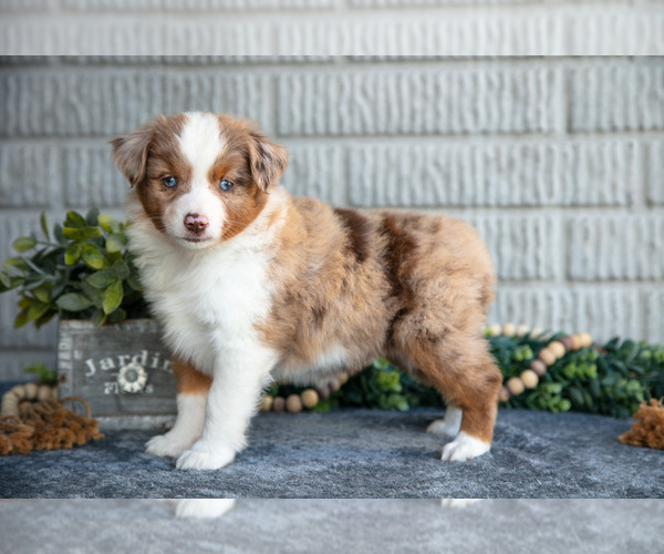 Medium Photo #17 Miniature Australian Shepherd Puppy For Sale in BALTIC, OH, USA