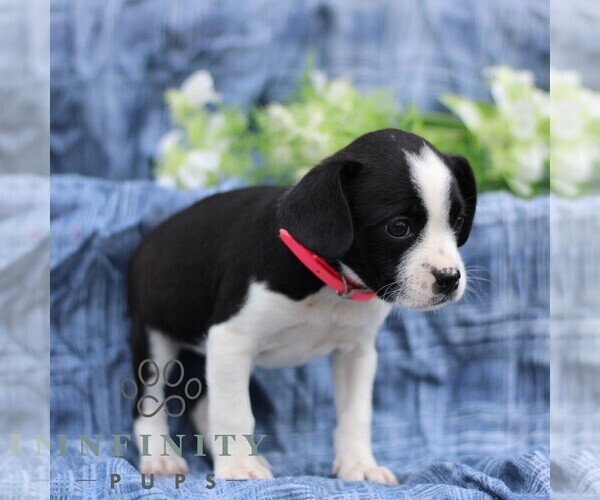 Medium Photo #4 Boston Terrier-Cock-A-Poo Mix Puppy For Sale in PORT ROYAL, PA, USA