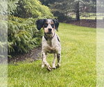 Small #3 English Setter Mix