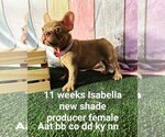 Small Photo #43 French Bulldog Puppy For Sale in CAPE CORAL, FL, USA