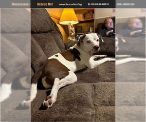 Mutt Dogs for adoption in Benton, PA, USA