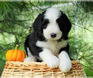 Bernedoodle Puppy for sale in FREDERICKSBG, OH, USA