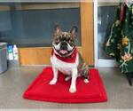 Small #1 Bulldog Mix