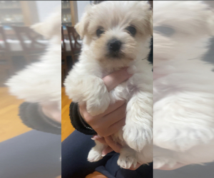 Morkie Puppy for sale in DES PLAINES, IL, USA