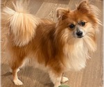 Sullivan - Male Pomeranian Dog for Adoption - Small photo