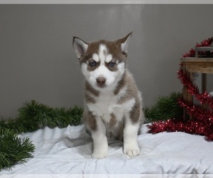 Siberian Husky Puppy for sale in HOLMESVILLE, OH, USA