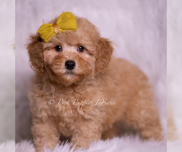 Medium Photo #4 Poodle (Toy) Puppy For Sale in WARSAW, IN, USA
