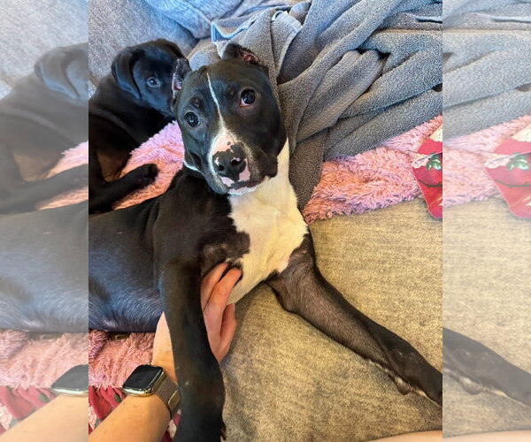 Medium Photo #4 American Pit Bull Terrier-Staffordshire Bull Terrier Mix Puppy For Sale in Alexander, AR, USA