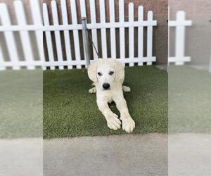 Great Pyrenees Dogs for adoption in Modesto, CA, USA