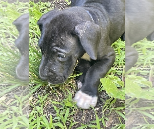 Medium Photo #2 Great Dane Puppy For Sale in TREMPEALEAU, WI, USA