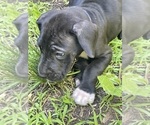 Small Photo #2 Great Dane Puppy For Sale in TREMPEALEAU, WI, USA