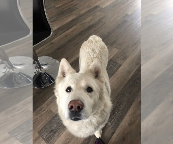 Medium Photo #3 - Mix Puppy For Sale in Calgary, Alberta, Canada