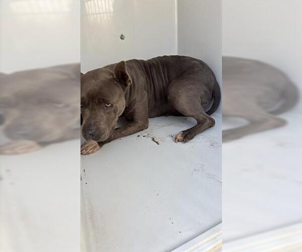 Medium Photo #1 American Bulldog Puppy For Sale in Houston, TX, USA