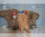Small #10 Maltipoo-Poodle (Toy) Mix