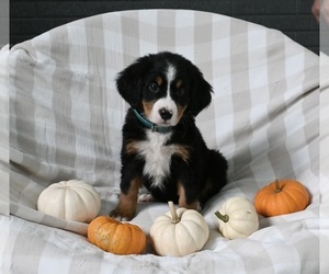 Bernese Mountain Dog Puppy for sale in SUGARCREEK, OH, USA