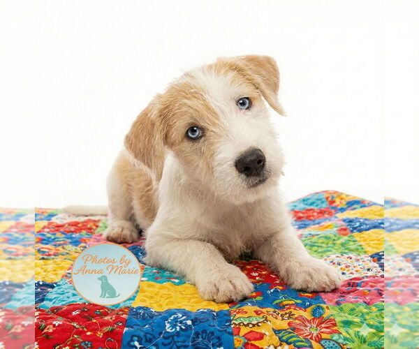 Medium Photo #1 Jack Russell Terrier Puppy For Sale in Grovertown, IN, USA