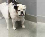 Small Bulldog Mix